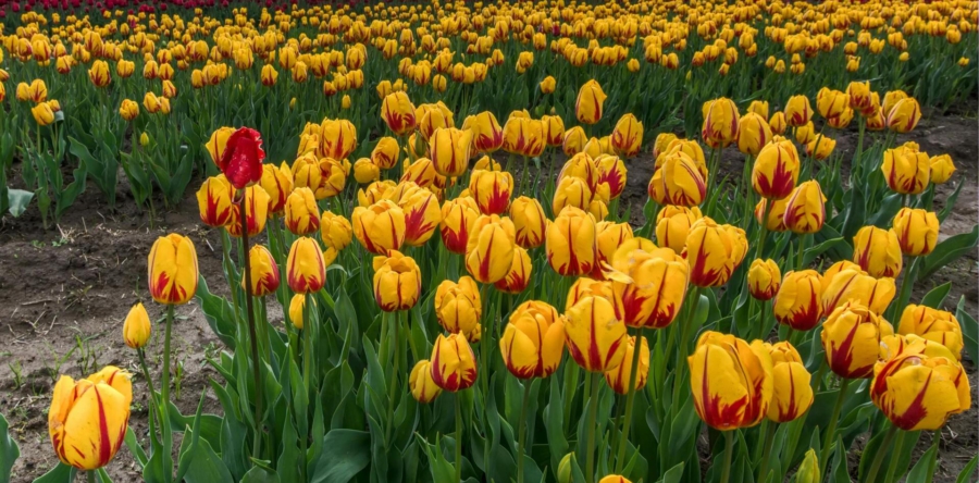 CDA en GL-PvdA stellen vragen over bestrijdingsmiddelen sierteelt