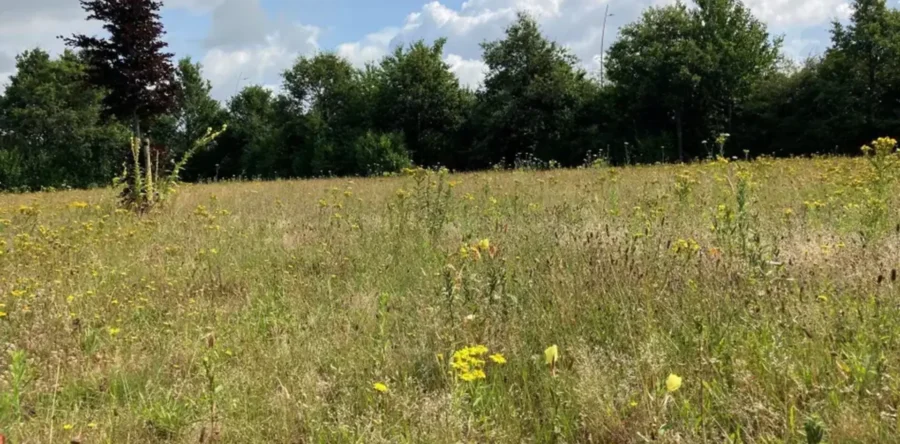 Langer gras voor betere biodiversiteit in de gemeente Waalwijk