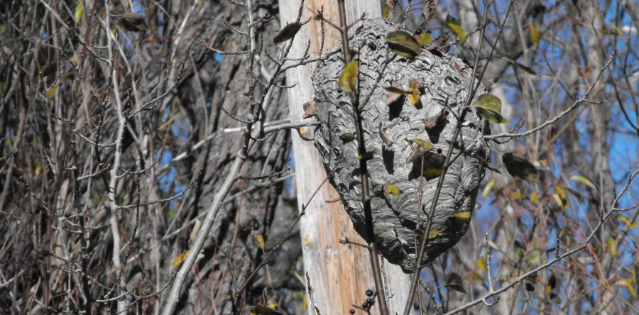 Bestrijden Aziatische Hoornaar vanaf 2026 taak van de gemeente