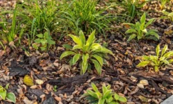 Gemeente Loon op Zand onderhoudt volop groen in laatste kwartaal 2025