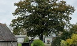 Monumentale Moni eik in plan Loeff blijft behouden