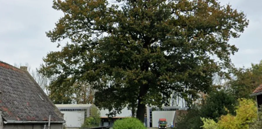 Monumentale Moni eik in plan Loeff blijft behouden