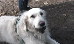 Bewoners starten petitie: ”Het hondenveldje moet blijven” (Video)