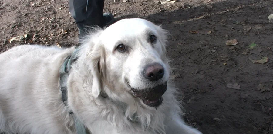 Bewoners starten petitie: ”Het hondenveldje moet blijven” (Video)