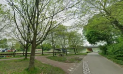 Gemeente Dongen gaat in november meerdere bomen kappen