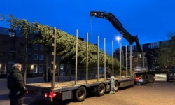 Echte kerstboom prijkt opnieuw op Anton Pieckplein Kaatsheuvel