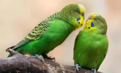 Grasparkieten gestolen bij Dierenweide Vossenberg in Kaatsheuvel