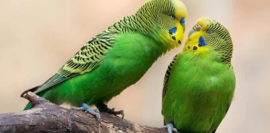 Grasparkieten gestolen bij Dierenweide Vossenberg in Kaatsheuvel