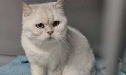 Dierenasiel Waalwijk is dringend toe aan een nieuw pand (Video)