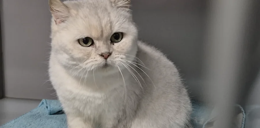 Dierenasiel Waalwijk is dringend toe aan een nieuw pand (Video)