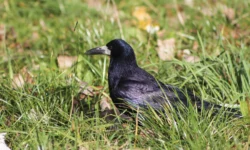 Gemeente Dongen gaat overlast roeken aanpakken