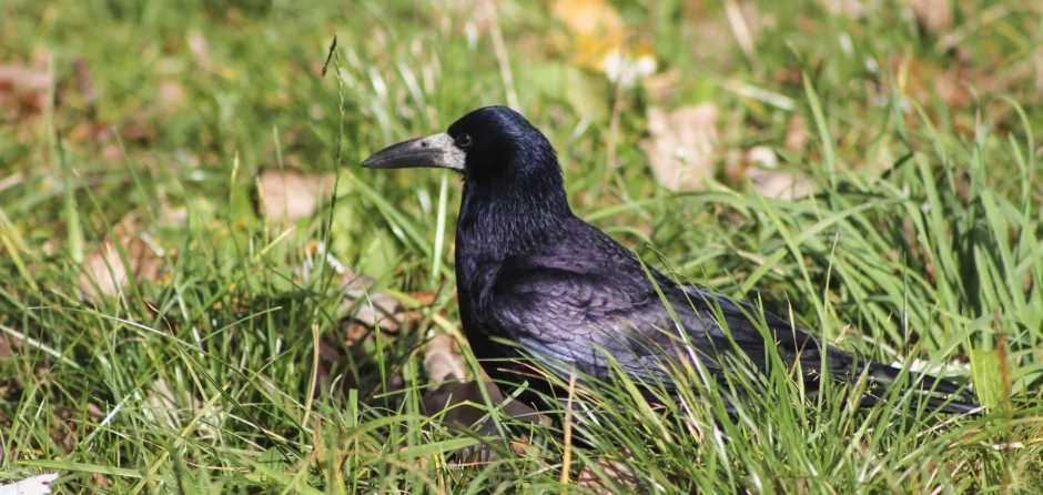 Gemeente Dongen gaat overlast roeken aanpakken