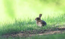 Gedumpte konijnen gevonden in Haarsteegse polder: ”Walgelijk”