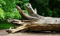 Beukenbomen in Loonse en Drunense Duinen sterven af