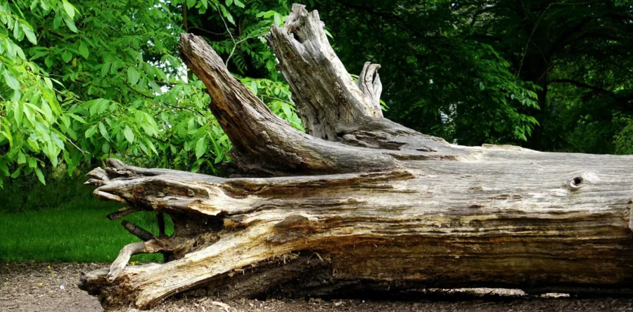 Beukenbomen in Loonse en Drunense Duinen sterven af