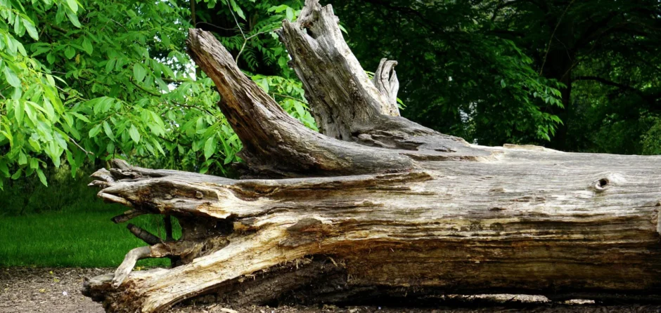 Beukenbomen in Loonse en Drunense Duinen sterven af
