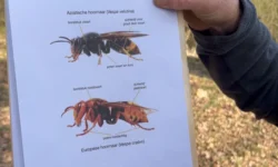 Aziatische hoornaar neemt De Langstraat over (video)