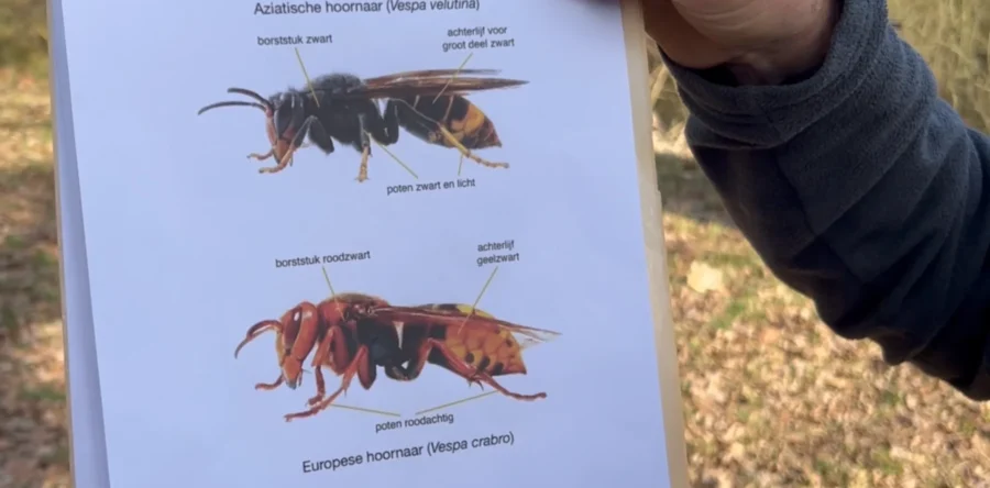 Aziatische hoornaar neemt De Langstraat over (video)