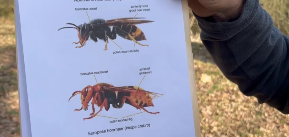 Aziatische hoornaar neemt De Langstraat over (video)