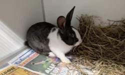 Gedumpte konijnen gevonden in Haarsteegse polder: ”Walgelijk”