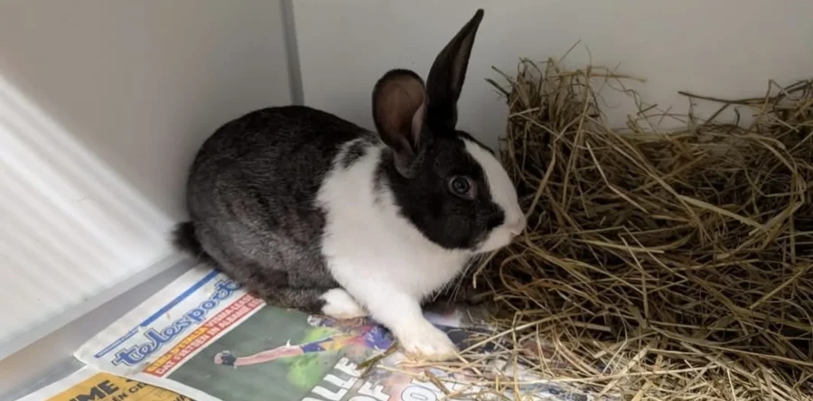 Gedumpte konijnen gevonden in Haarsteegse polder: ”Walgelijk”