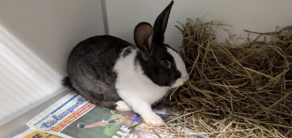 Gedumpte konijnen gevonden in Haarsteegse polder: ''Walgelijk''