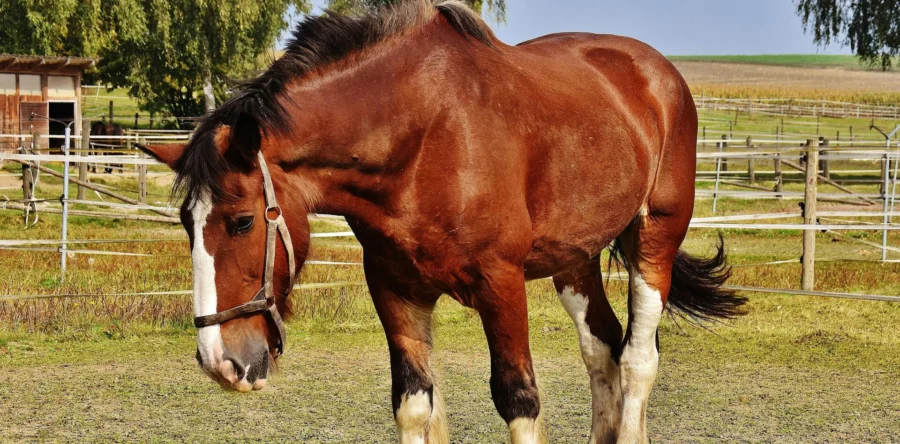 Paard in Waspik uit lijden verlost, ondanks hulp van de brandweer