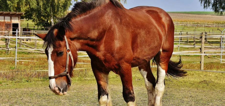 Paard in Waspik uit lijden verlost, ondanks hulp van de brandweer