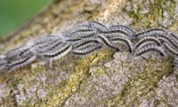 Gemeente Heusden start preventieve bestrijding eikenprocessierups