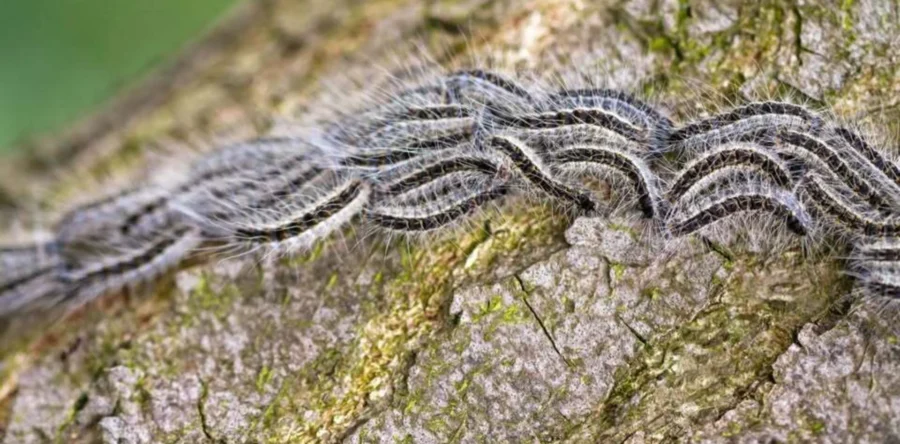 Gemeente Heusden start preventieve bestrijding eikenprocessierups