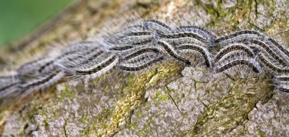 Gemeente Heusden start preventieve bestrijding eikenprocessierups