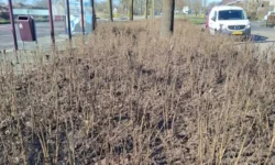 Loon op Zand voegt bladmulch toe om onkruid de kop in te drukken