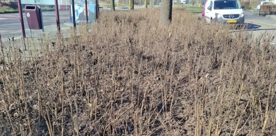 Loon op Zand voegt bladmulch toe om onkruid de kop in te drukken