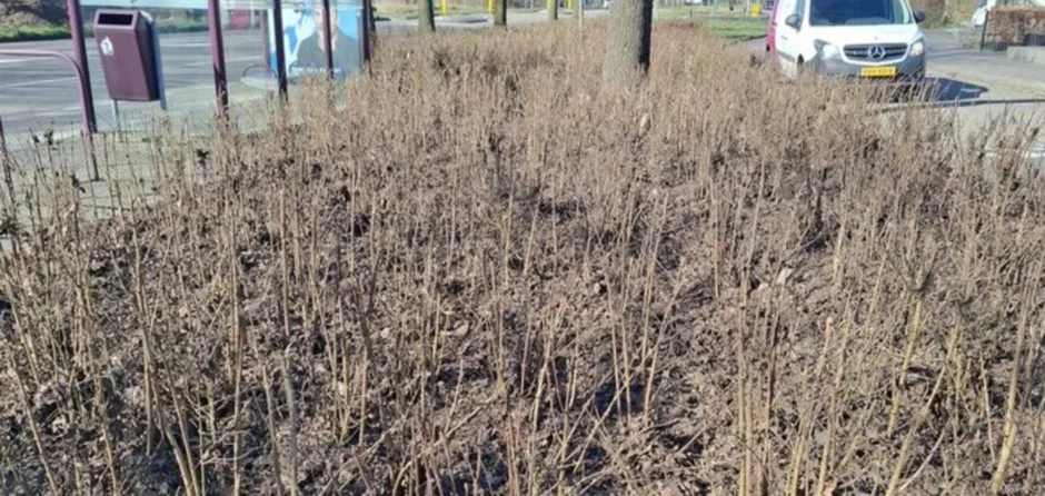 Loon op Zand voegt bladmulch toe om onkruid de kop in te drukken
