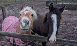 Oude manege Ad van Bladel is nieuw thuis voor De Drunense Duinruiters