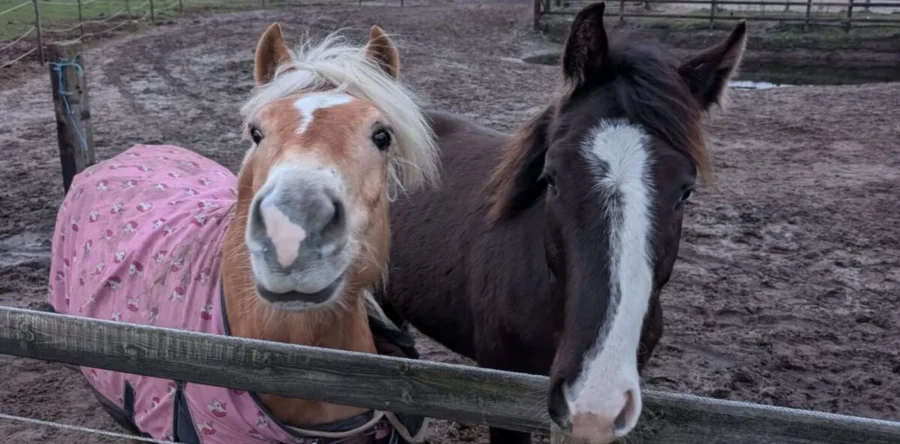 Oude manege Ad van Bladel is nieuw thuis voor De Drunense Duinruiters