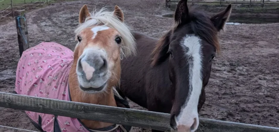 Oude manege Ad van Bladel is nieuw thuis voor De Drunense Duinruiters