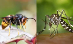 Ongewenste exotische insecten nu ook een probleem in Waalwijk