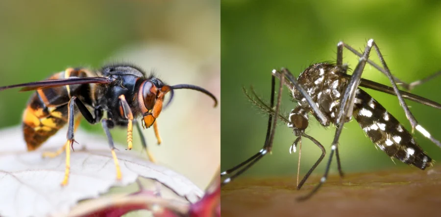 Ongewenste exotische insecten nu ook een probleem in Waalwijk