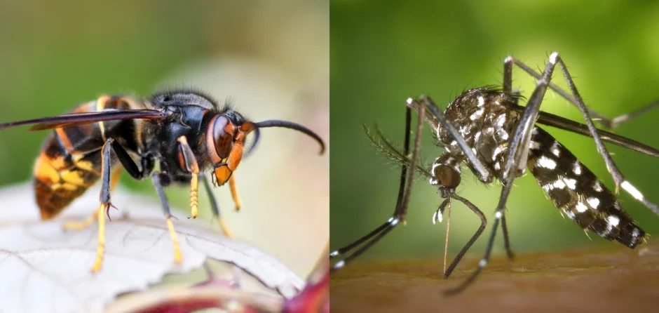 Ongewenste exotische insecten nu ook een probleem in Waalwijk