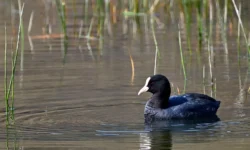 Reddingsactie Waalwijk: brandweer bevrijdt vastzittende meerkoeten