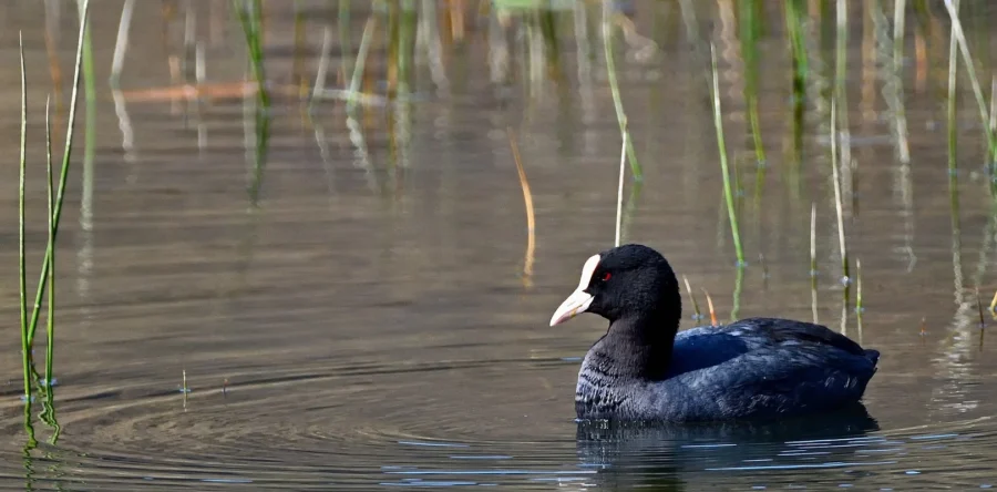 Reddingsactie Waalwijk: brandweer bevrijdt vastzittende meerkoeten