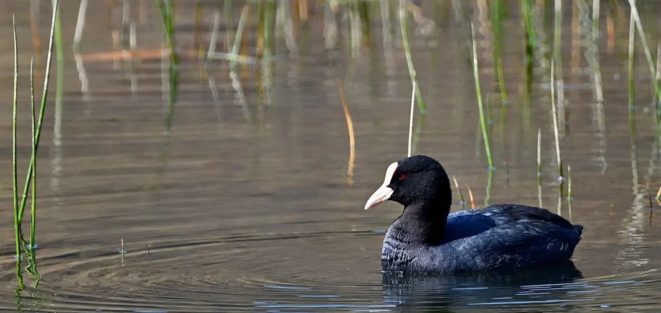 Reddingsactie Waalwijk: brandweer bevrijdt vastzittende meerkoeten