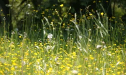 Snotneuzen en prikogen: hooikoortsseizoen in de Langstraat op komst