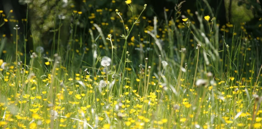 Snotneuzen en prikogen: hooikoortsseizoen in de Langstraat op komst