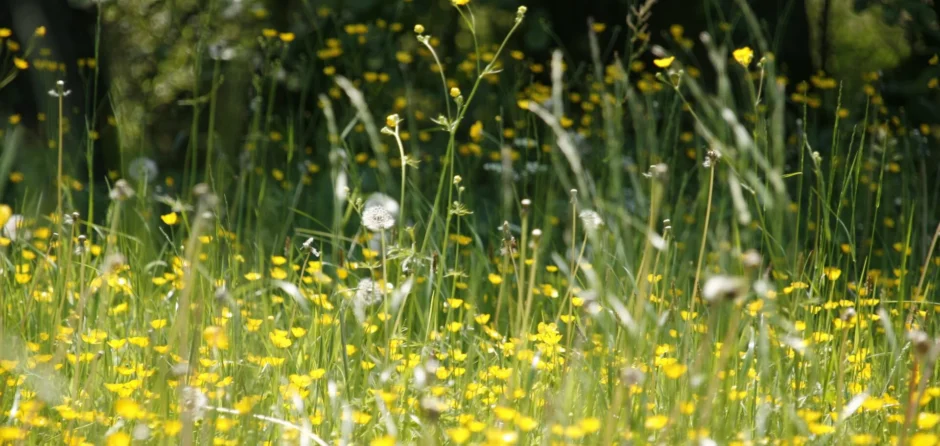 Snotneuzen en prikogen: hooikoortsseizoen in de Langstraat op komst