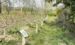 Hoe ziet de toekomst van het Voedselbos in Waspik eruit? (Video)