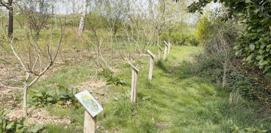 Hoe ziet de toekomst van het Voedselbos in Waspik eruit? (Video)