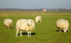 Automobilist rijdt door na doodrijden vier schapen op Westeinde