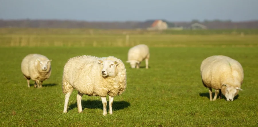 Automobilist rijdt door na doodrijden vier schapen op Westeinde